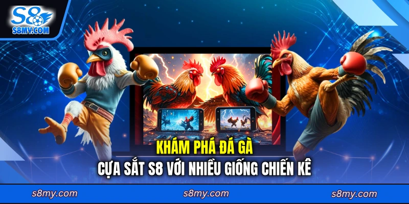 Khám phá đá gà cựa sắt S8 với nhiều giống chiến kê